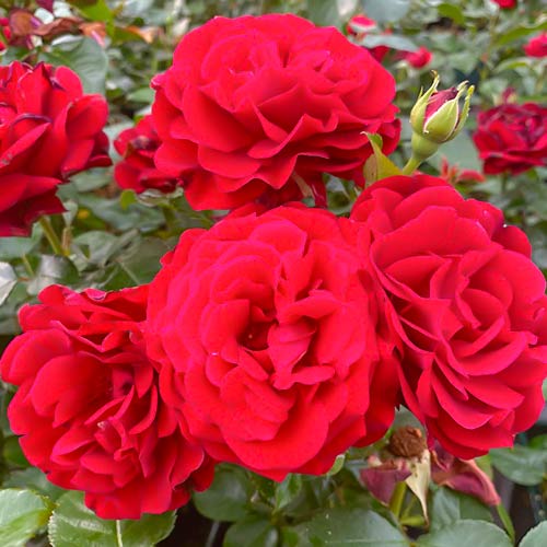 1 buc, Trandafir floribunda Draga Frayla - Răsaduri: Mod de ambalare: 1 buc