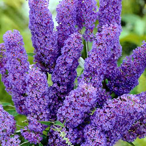 1 buc, Liliac de vară Papillon Bleu - Răsaduri: Mod de ambalare: 1 buc