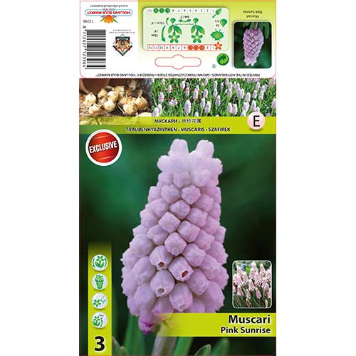 3 buc, Muscari Pink Sunrise - Bulbi: Mod de ambalare: 3 buc