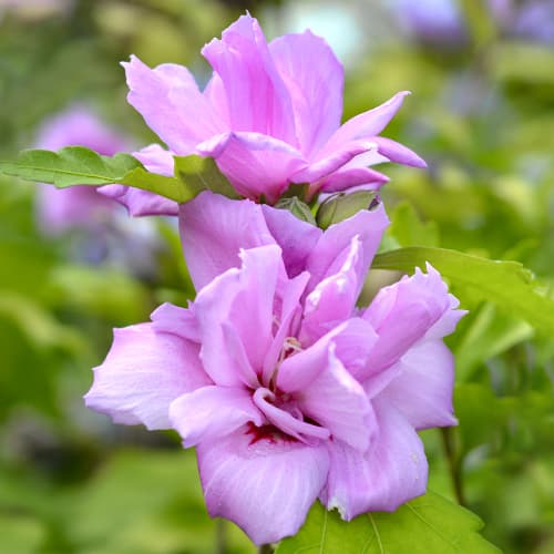1 buc, Hibiscus Ardens, P9 - Răsaduri: Mod de ambalare: 1 buc