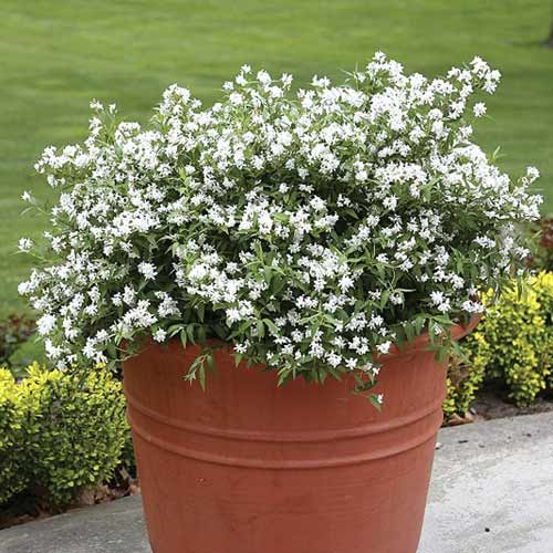 1 buc, Deutzia Yuki Snowflake , C3 - Puieți: Mod de ambalare: 1 buc