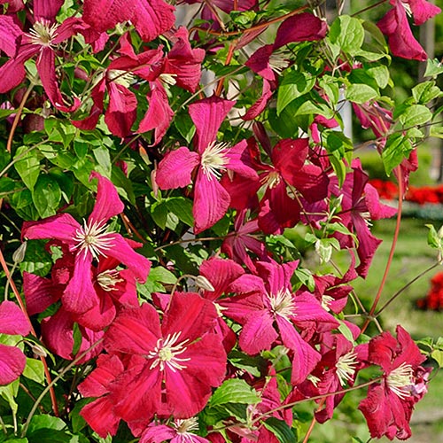 1 buc, Clematis Madame Julia Correvon - Răsaduri: Mod de ambalare: 1 buc