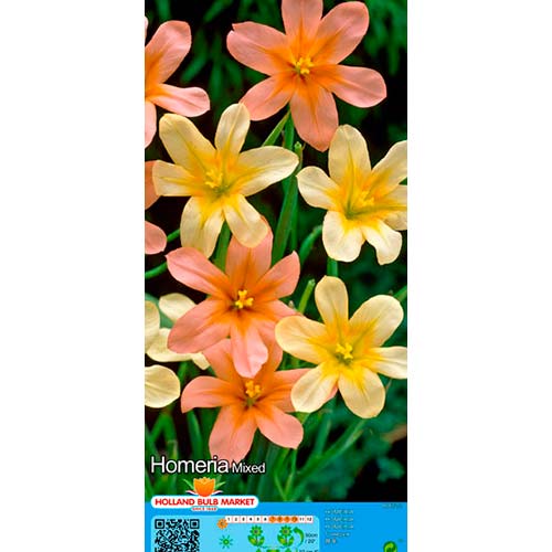 10 buc, Homeria mix multicolor - Bulbi: Mod de ambalare: 10 buc