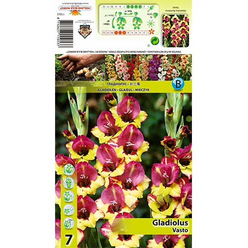 7 buc, Gladiole Vasto - Bulbi: Mod de ambalare: 7 buc