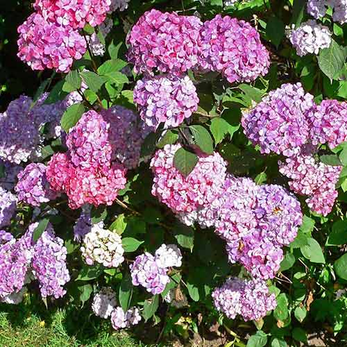1 buc, Hortensia serrata Preziosa - Răsaduri: Mod de ambalare: 1 buc
