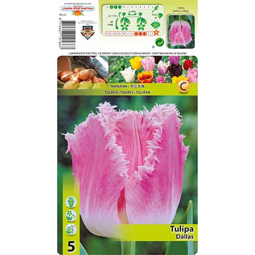 5 cib, Tulipán Dallas - : Monžstvo balíkov: 5 cib