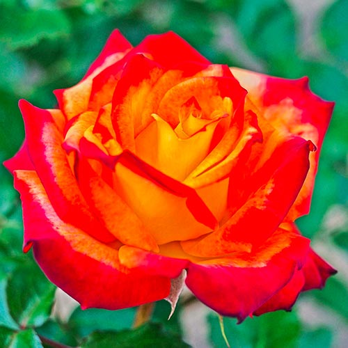1 saz, Růže floribunda Mein Munchen - : Monžstvo balíkov: 1 saz