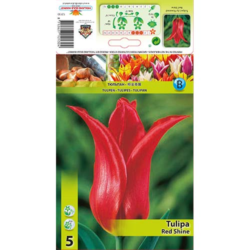5 kus, Tulipán Red Shine - : Monžstvo balíkov: 5 kus