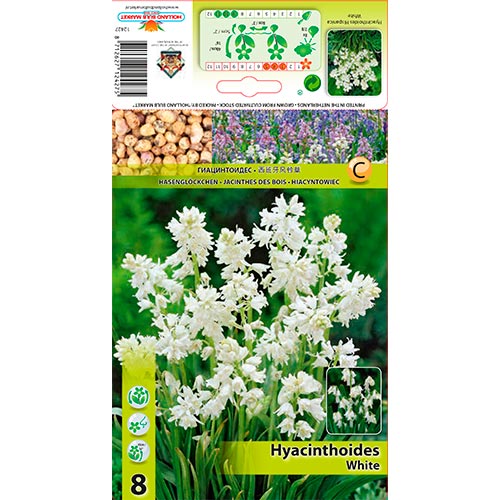 8 kus, Hyacintovec White - : Monžstvo balíkov: 8 kus