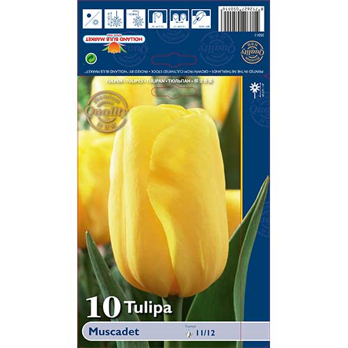10 kus, Tulipán Muscadet - : Monžstvo balíkov: 10 kus