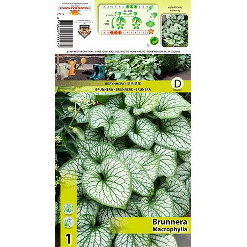 1 db, Kaukázusi nefelejcs(Brunnera) Macrophylla - Évelő: Mod de ambalare: 1 db