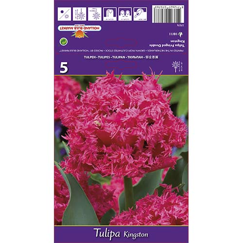 5 db, Tulipán Kingston - Hagymák: Mod de ambalare: 5 db