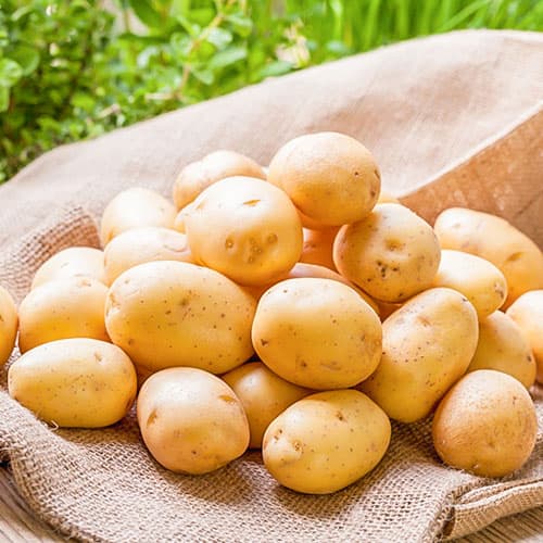 1 kg, Vetőburgonya Carrera - Gumók: Mod de ambalare: 1 kg