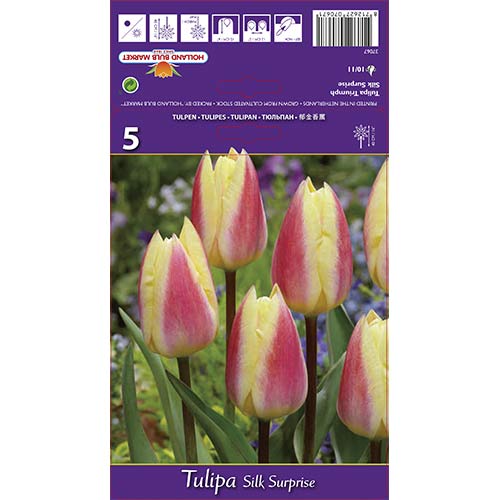 5 db, Tulipán Silk Surprise - Hagymák: Mod de ambalare: 5 db