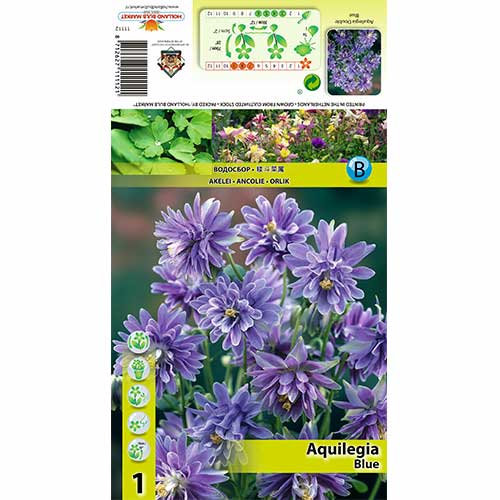 1 db, Harangláb (Aquilegia) Blue - Évelő: Mod de ambalare: 1 db