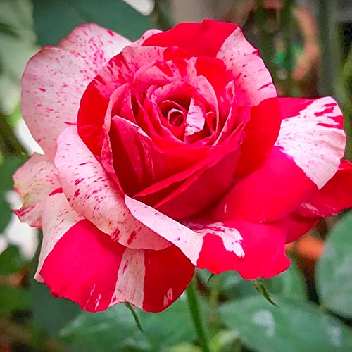 1 Pflanze(n), Großblütige Rose weiß & rot - Setzlinge: Ilość w opakowaniu: 1 Pflanze(n)