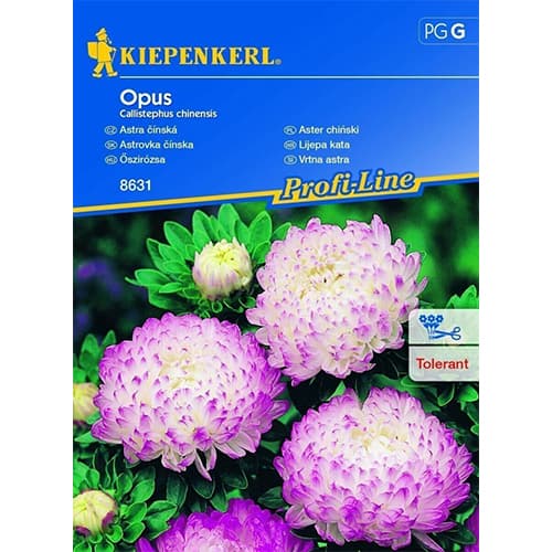 1 szt, Sommeraster Opus - Samen: Ilość w opakowaniu: 1 Stück