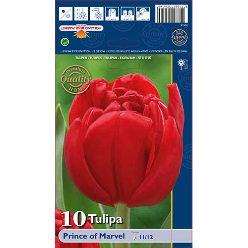 10 Stück, Tulpe Prince of Marvel - Blumenzwiebeln: Ilość w opakowaniu: 10 Stück