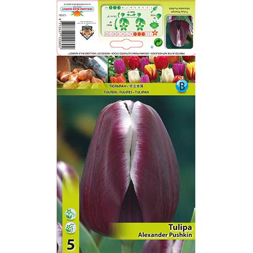 5 Stück, Tulpe Alexander Pushkin - Blumenzwiebeln: Ilość w opakowaniu: 5 Stück