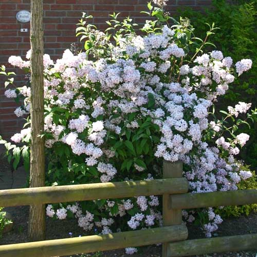 1 Pflanze(n), Rosen-Deutzie Mont Rose, P9 - Setzlinge: Ilość w opakowaniu: 1 Pflanze(n)