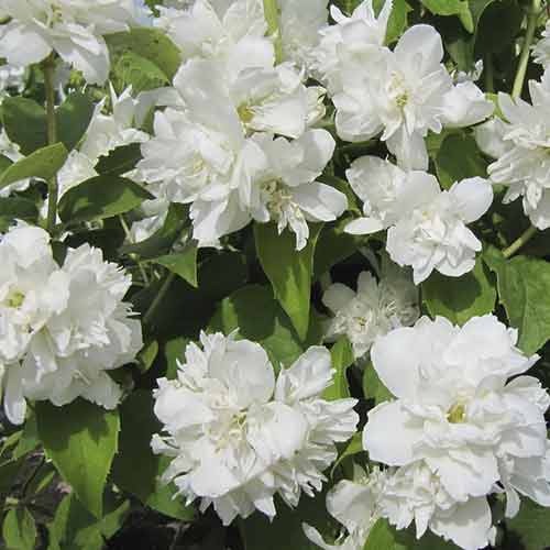 1 none, Gartenjasmin Schneesturm - Setzlinge: Ilość w opakowaniu: 1 none