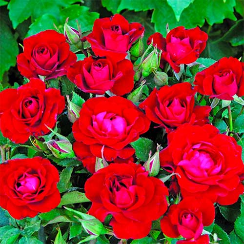 1 Pflanze(n), Strauchrose Rose Red Spot - Setzlinge: Ilość w opakowaniu: 1 Pflanze(n)
