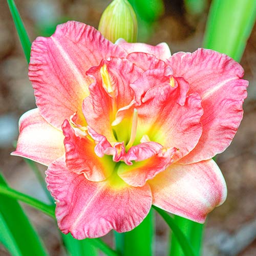 1 szt, Taglilie (Hemerocallis) Pink - Stauden: Ilość w opakowaniu: 1 szt