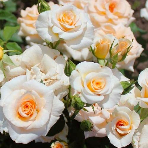 1 Pflanze(n), Großblütige Rose Grazia - Setzlinge: Ilość w opakowaniu: 1 Pflanze(n)