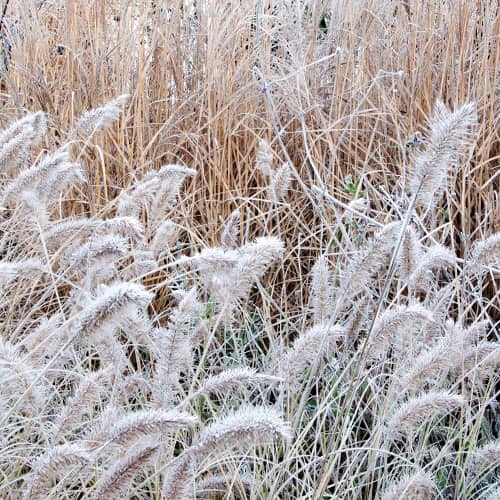 1 Pflanze(n), Lampenputzergras (Pennisetum) Little Bunny - Setzlinge: Ilość w opakowaniu: 1 Pflanze(n)