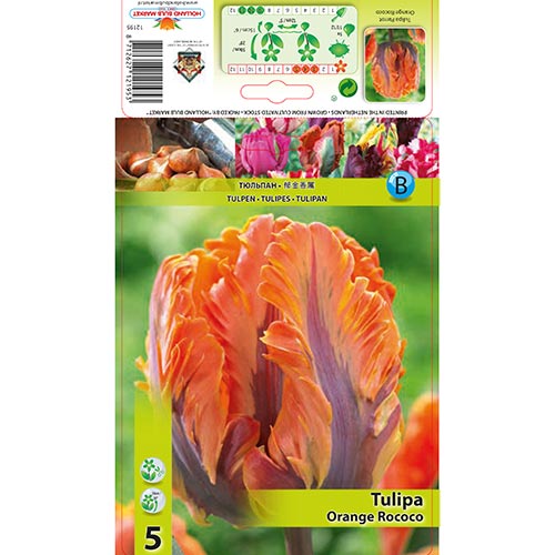 Tulip Orange Rococo - Bulbos: Ilość w opakowaniu: 5 bulbe
