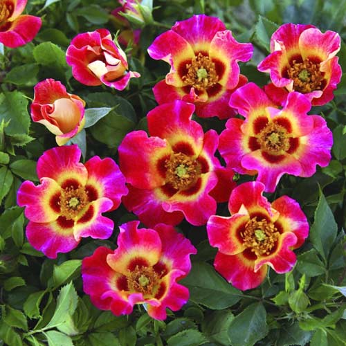 Rosa floribunda Sunshine Babylon Eyes , C5 - Plântulas: Ilość w opakowaniu: 1 plant
