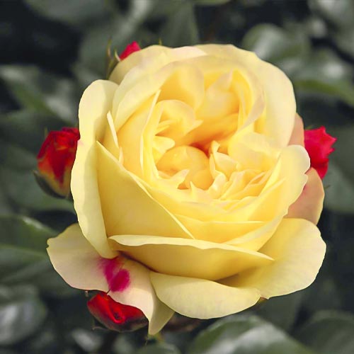 Rosa floribunda Lampion , С3 - Plántulas: Ilość w opakowaniu: 1 plantas