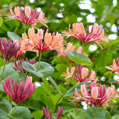 Heckrotta belleza americana, C2 - Plántulas: Ilość w opakowaniu: 1 plant