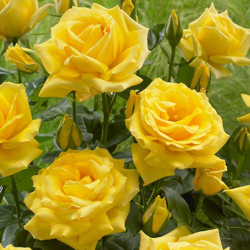 Rosa floribunda Allgold - Plántulas: Ilość w opakowaniu: 1 plantas