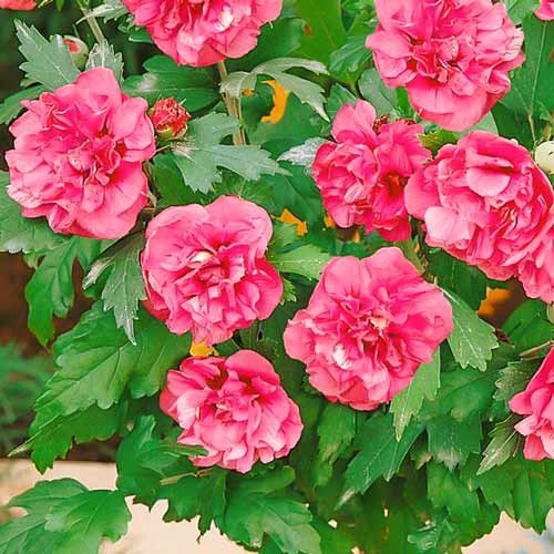 1 szt, Hibiskus (Ketmia syryjska) Duc de Brabant - Sadzonki: Ilość w opakowaniu: 1 sadz