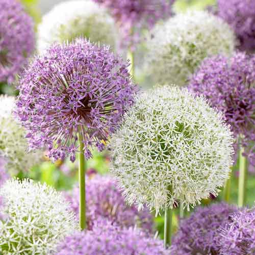 Super oferta! Czosnek (Allium), zestaw 2 odmian - Cebule: Ilość w opakowaniu: 2 szt.