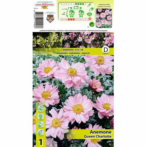 1 buc, Anemone Queen Charlotte - Bulbi: Mod de ambalare: 1 buc