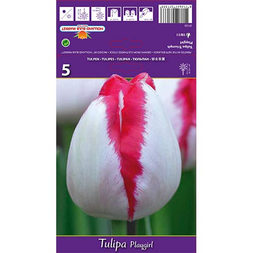 5 Stück, Tulpe Playgirl - Blumenzwiebeln: Ilość w opakowaniu: 5 Stück