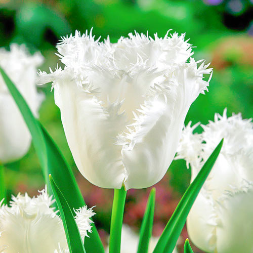 5 Stück, Tulpe Honeymoon - Blumenzwiebeln: Ilość w opakowaniu: 5 Stück