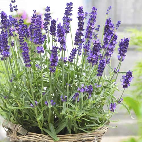 1 Pflanze(n), Lavendel Hidcote, C2 - Setzlinge: Ilość w opakowaniu: 1 Pflanze(n)