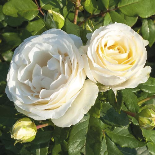 Rosa floribunda Pearl Vaza , C3 - Plântulas: Ilość w opakowaniu: 1 plant
