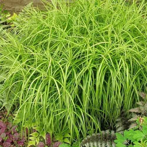 1 buc, Rogoz (Carex) - Răsaduri: Mod de ambalare: 1 buc