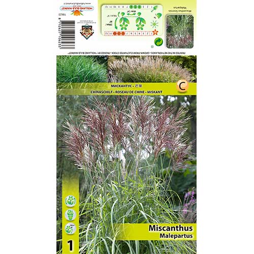 1 db, Kínai virágosnád (Miscanthus) Malepartus - Évelő: Mod de ambalare: 1 db