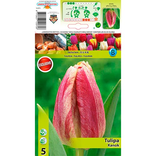 Tulipe Kanok - Bulbos: Ilość w opakowaniu: 5 bulbos
