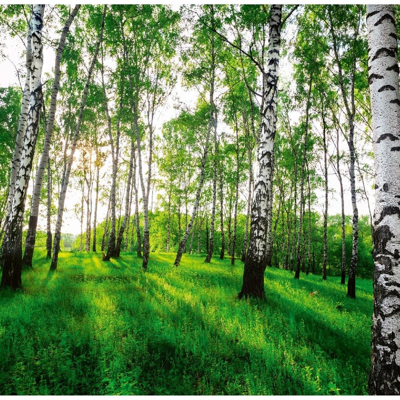 Fototapeta Las Brzozowy Brzozy Drzewa 250x175 cm Tapeta Do Sypialni Salonu Kuchni Na Flizelinie