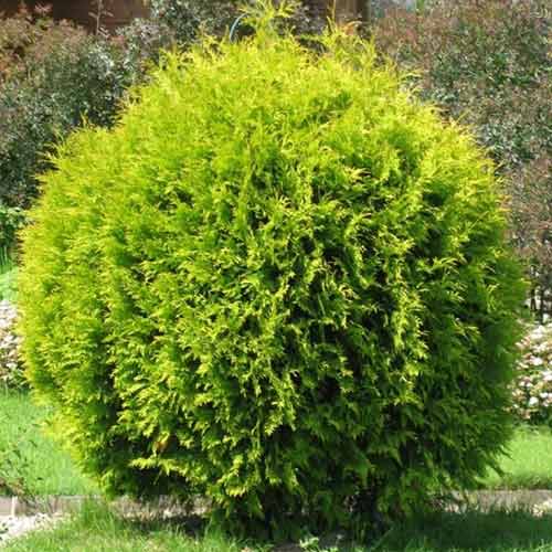 1 sadz, Żywotnik zachodni (Thuja) Golden Globe - Sadzonki: Ilość w opakowaniu: 1 sadz