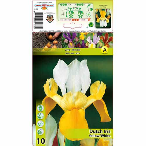 1 szt, Irys holenderski Yellow White - Cebule: Ilość w opakowaniu: 10 szt.