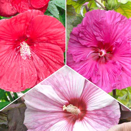 3 szt., Super zestaw! Hibiskus bylinowy, zestaw 3 odmian - Sadzonki: Ilość w opakowaniu: 3 szt.