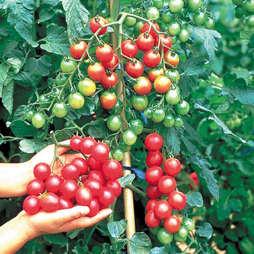 1 szt, Pomidor Pokusa - Nasiona: Ilość w opakowaniu: 0.50 g