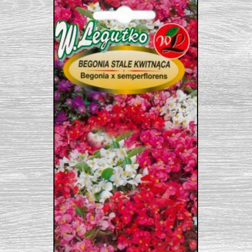 1 szt, Begonia stale kwitnąca średnio wysoka Gloria F1, mieszanka Legutko - Nasiona: Ilość w opakowaniu: 0.01 g